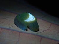 Glowing shell! Testing out UV lighting on this Snail/Slug, no effects on the soft body parts, but the shell glows up.<br />
<br />
Same Slug under regular lighting :<br />
<br />
https://www.jungledragon.com/image/141087/resting.html<br />
<br />
Note the effects of UV on the leaf, it has turned red! Ibycus rachelae,Malaysia,Ninja Slug,Pahang,Slug,Ultra Violet Light