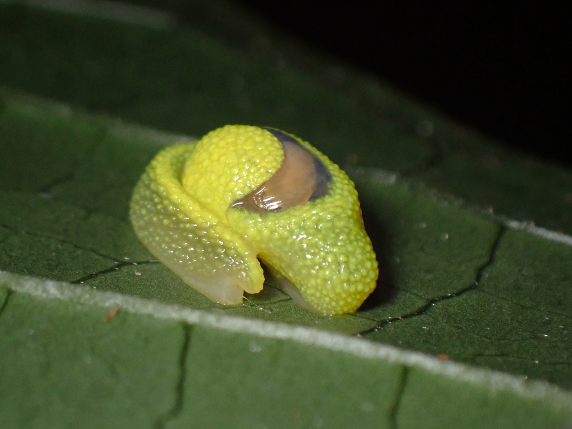 Resting Same Slug with regular flash.<br />
<br />
Same Slug under UV lighting :<br />
<br />
<figure class="photo"><a href="https://www.jungledragon.com/image/141086/glowing_shell.html" title="Glowing shell!"><img src="https://s3.amazonaws.com/media.jungledragon.com/images/2994/141086_thumb.jpeg?AWSAccessKeyId=05GMT0V3GWVNE7GGM1R2&Expires=1759968010&Signature=6OX60WuqjmNjVX4xgZdhi4G7UQQ%3D" width="200" height="150" alt="Glowing shell! Testing out UV lighting on this Snail/Slug, no effects on the soft body parts, but the shell glows up.<br />
<br />
Same Slug under regular lighting :<br />
<br />
https://www.jungledragon.com/image/141087/resting.html<br />
<br />
Note the effects of UV on the leaf, it has turned red! Ibycus rachelae,Malaysia,Ninja Slug,Pahang,Slug,Ultra Violet Light" /></a></figure> Ibycus rachelae,Malaysia,Ninja Slug,Pahang,Slug