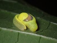 Resting Same Slug with regular flash.<br />
<br />
Same Slug under UV lighting :<br />
<br />
https://www.jungledragon.com/image/141086/glowing_shell.html Ibycus rachelae,Malaysia,Ninja Slug,Pahang,Slug