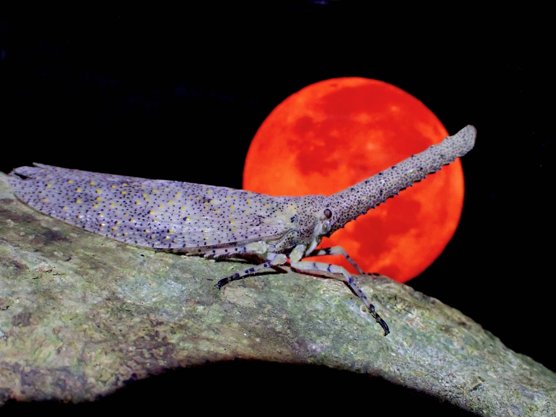 On a full moon!  Lanternbug,Malaysia,Pahang,Zanna nobilis