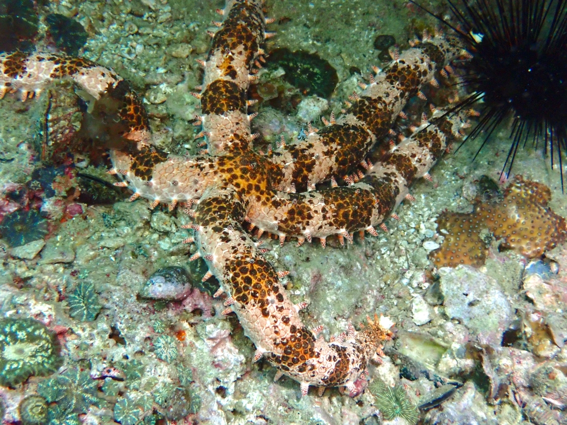 Old Club Sea Star - Mithrodia clavigera  Cebu,Malapascua,Mithrodia clavigera,Old Club Sea Star,Philippines,Sea Star