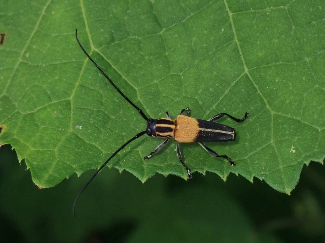 Flat-Faced Longhorn Beetle - Glenea theodosia palavensis Sub-species Glenea theodosia ssp. palavensis Beetle,Flat-Faced Longhorn Beetle,Glenea theodosia,Glenea theodosia palavensis,Longhorn Beetle,Palawan,Philippines