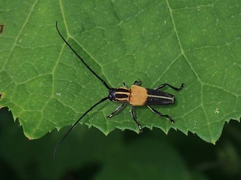 Flat-Faced Longhorn Beetle - Glenea theodosia palavensis Sub-species Glenea theodosia ssp. palavensis Beetle,Flat-Faced Longhorn Beetle,Glenea theodosia,Glenea theodosia palavensis,Longhorn Beetle,Palawan,Philippines