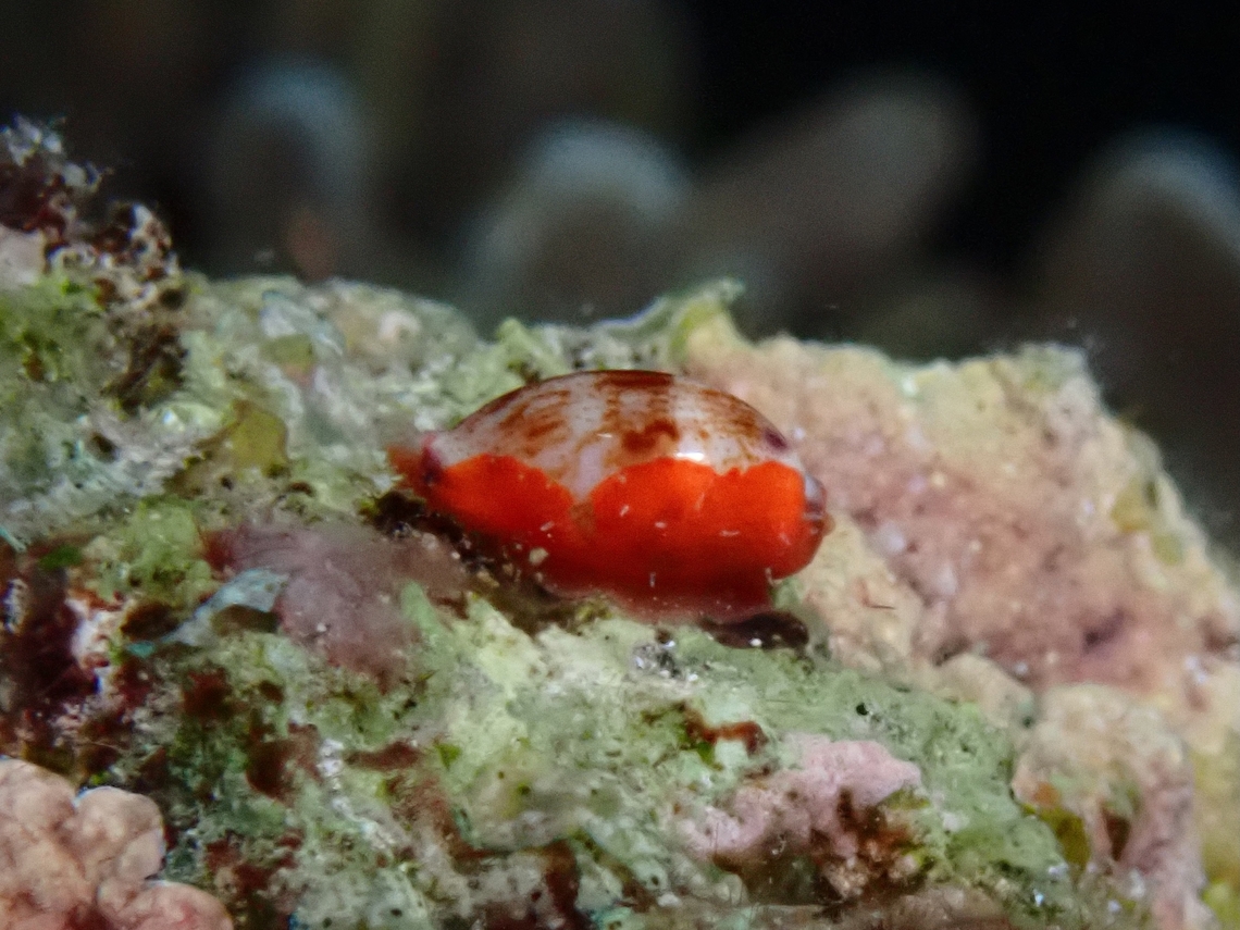 Cowrie - Purpuradusta fimbriata fimbriata Sub-spaces Purpuradusta fimbriata fimbriata Cebu,Cowrie,Moal-Boal,Philippines,Purpuradusta fimbriata,Purpuradusta fimbriata fimbriata