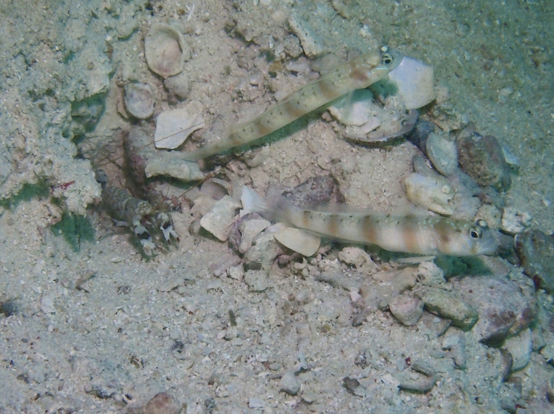 Arcfin Shrimpgoby - Amblyeleotris arcupinna  Amblyeleotris arcupinna,Arcfin Shrimpgoby,Fish,Goby,Mabul,Malaysia,Sabah,Shrimpgoby