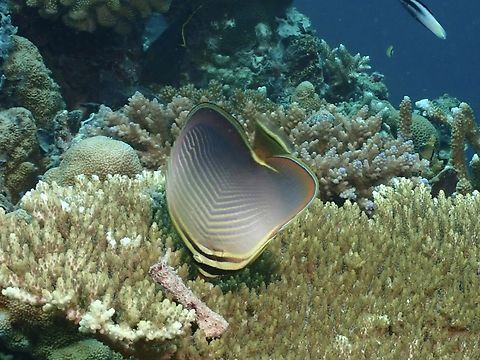 Eastern Triangle Butterflyfish - Chaetodon baronessa  Butterflyfish,Chaetodon baronessa,Eastern Triangle Butterflyfish,Fish,Malaysia,Sipadan,Triangle Butterflyfish
