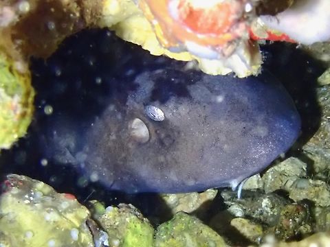 White-Spotted Bamboo Shark - Chiloscyllium plagiosum  Bamboo Shark,Cebu,Chiloscyllium plagiosum,Fish,Malapascua,Philippines,Shark,White-Spotted Bamboo Shark