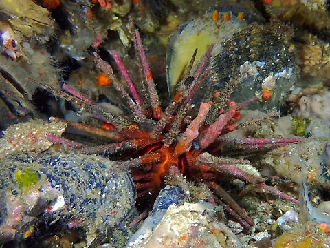Pencil Urchin - Prionocidaris baculosa  Cebu,Malapascua,Pencil Urchin,Philippines,Prionocidaris baculosa,Sea Urchin