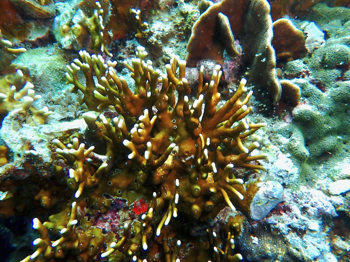 Fire Corals - Millepora tenera  Cebu,Corals,Fire Corals,Malapascua,Millepora tenera,Philippines
