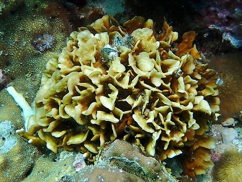 Stony Corals - Pavona cactus  Cebu,Coral,Malapascua,Pavona cactus,Philippines,Stony Coral