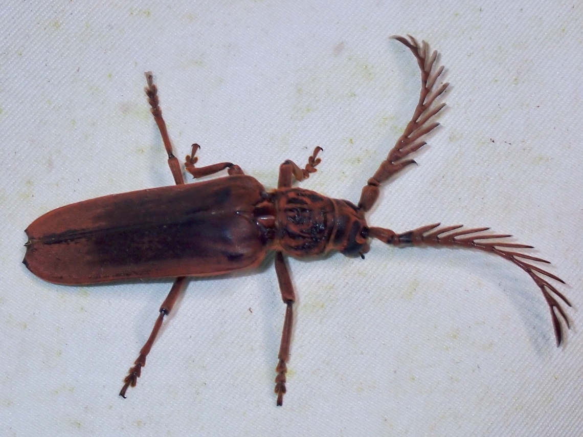 Longhorn Beetle - Lateropalus pascoei  Beetle,Lateropalus pascoei,Longhorn Beetle,Malaysia,Philippines,Sabah