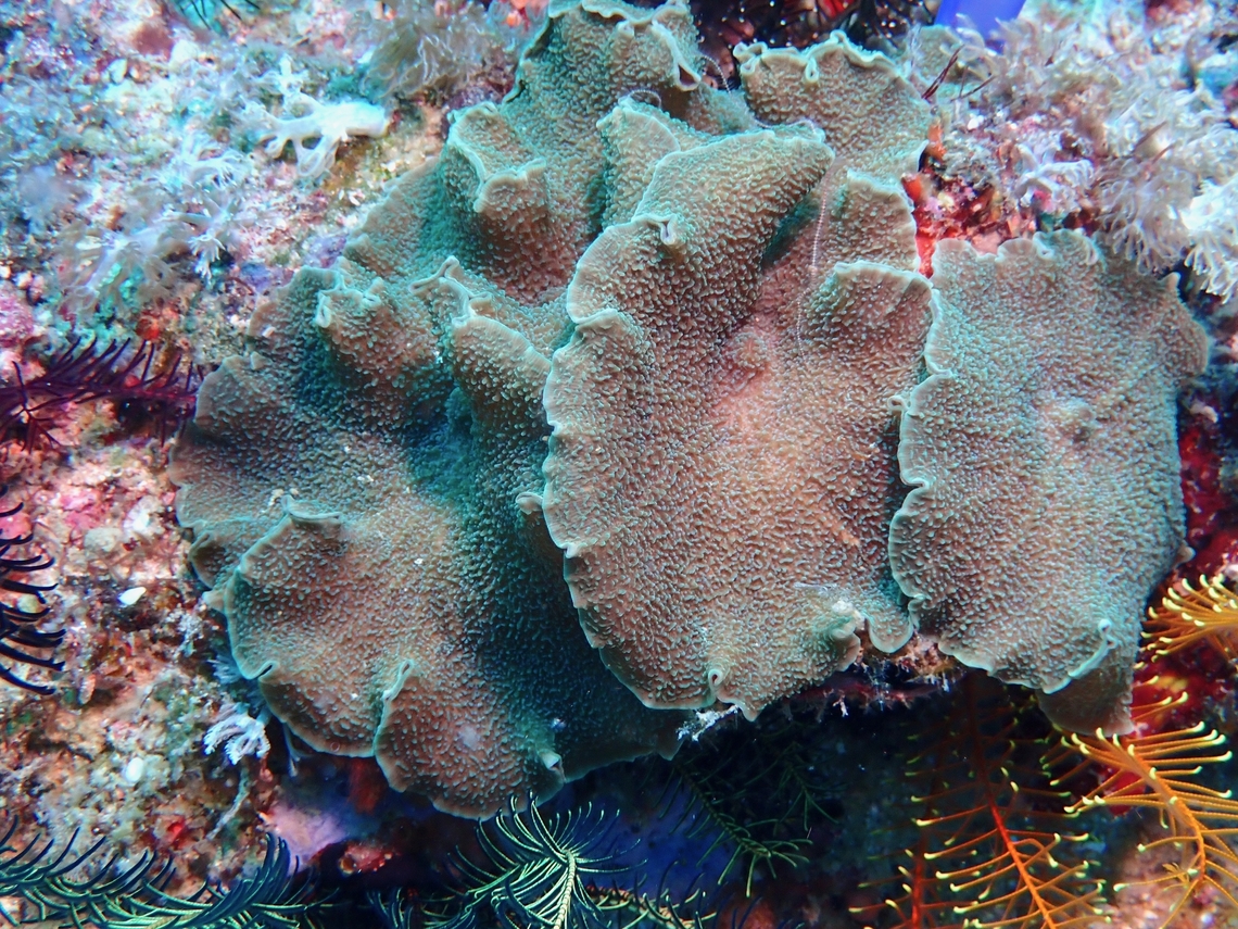 Corallimorphs - Platyzoanthus mussoides  Cebu,Coral,Corallimorphs,Elephant-Ear Coral,Malapascua,Philippines,Platyzoanthus mussoides