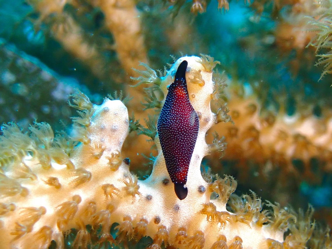 Beautiful Egg Cowrie - Crenavolva aureola  Beautiful Egg Cowrie,Cebu,Cowrie,Crenavolva aureola,Egg Cowrie,Malapascua,Philippines