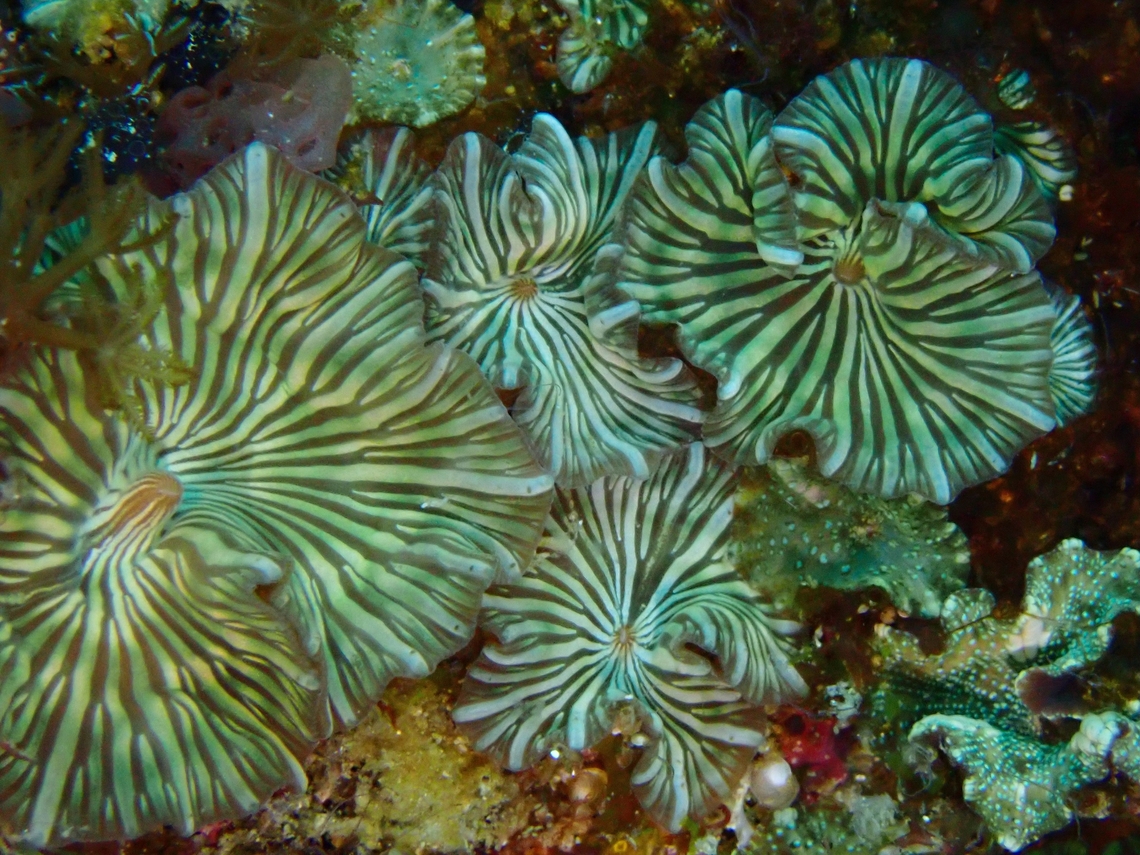 Elephant-Ear Corals - Discosoma nummiforme They can be highly varied in colours and markings.<br />
<br />
<figure class="photo"><a href="https://www.jungledragon.com/image/141337/elephant-ear_coral_-_discosoma_nummiforme.html" title="Elephant-Ear Coral - Discosoma nummiforme"><img src="https://s3.amazonaws.com/media.jungledragon.com/images/2994/141337_thumb.jpeg?AWSAccessKeyId=05GMT0V3GWVNE7GGM1R2&Expires=1769040010&Signature=BtyQ8wlL8192nAraytN9hYDASEo%3D" width="200" height="150" alt="Elephant-Ear Coral - Discosoma nummiforme They can be highly varied in colours and markings.<br />
<br />
https://www.jungledragon.com/image/141335/elephant-ear_corals_-_discosoma_nummiforme.html<br />
<br />
https://www.jungledragon.com/image/141336/elephant-ear_coral_-_discosoma_nummiforme.html Cebu,Coral,Discosoma nummiforme,Elephant-Ear Coral,Malapascua,Philippines" /></a></figure><br />
<br />
<figure class="photo"><a href="https://www.jungledragon.com/image/141336/elephant-ear_coral_-_discosoma_nummiforme.html" title="Elephant-Ear Coral - Discosoma nummiforme"><img src="https://s3.amazonaws.com/media.jungledragon.com/images/2994/141336_thumb.jpeg?AWSAccessKeyId=05GMT0V3GWVNE7GGM1R2&Expires=1769040010&Signature=xUFJEirSANi3IHT622V8F2J8cGI%3D" width="200" height="150" alt="Elephant-Ear Coral - Discosoma nummiforme They can be highly varied in colours and markings.<br />
<br />
https://www.jungledragon.com/image/141337/elephant-ear_coral_-_discosoma_nummiforme.html<br />
<br />
https://www.jungledragon.com/image/141335/elephant-ear_corals_-_discosoma_nummiforme.html Cebu,Coral,Discosoma nummiforme,Elephant Ear Coral,Malapascua,Philippines" /></a></figure> Cebu,Coral,Discosoma nummiforme,Elephant-Ear Coral,Malapascua,Philippines