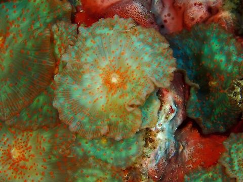 Elephant-Ear Coral - Discosoma nummiforme They can be highly varied in colours and markings.

https://www.jungledragon.com/image/141337/elephant-ear_coral_-_discosoma_nummiforme.html

https://www.jungledragon.com/image/141335/elephant-ear_corals_-_discosoma_nummiforme.html Cebu,Coral,Discosoma nummiforme,Elephant Ear Coral,Malapascua,Philippines