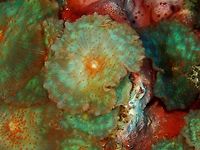 Elephant-Ear Coral - Discosoma nummiforme They can be highly varied in colours and markings.<br />
<br />
https://www.jungledragon.com/image/141337/elephant-ear_coral_-_discosoma_nummiforme.html<br />
<br />
https://www.jungledragon.com/image/141335/elephant-ear_corals_-_discosoma_nummiforme.html Cebu,Coral,Discosoma nummiforme,Elephant Ear Coral,Malapascua,Philippines