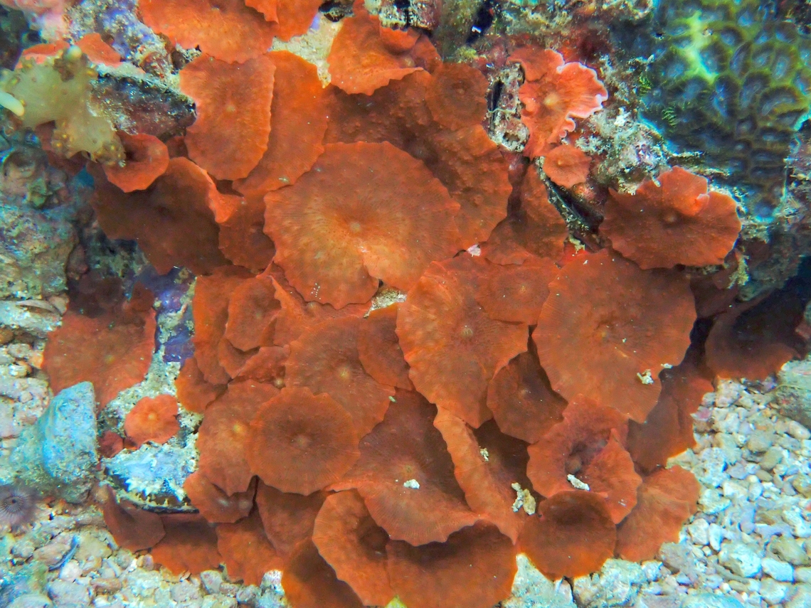 Elephant-Ear Coral - Discosoma nummiforme They can be highly varied in colours and markings.<br />
<br />
<figure class="photo"><a href="https://www.jungledragon.com/image/141335/elephant-ear_corals_-_discosoma_nummiforme.html" title="Elephant-Ear Corals - Discosoma nummiforme"><img src="https://s3.amazonaws.com/media.jungledragon.com/images/2994/141335_thumb.jpeg?AWSAccessKeyId=05GMT0V3GWVNE7GGM1R2&Expires=1759968010&Signature=q6bfqM2J7iChULPS2VrcRF2Zhik%3D" width="200" height="150" alt="Elephant-Ear Corals - Discosoma nummiforme They can be highly varied in colours and markings.<br />
<br />
https://www.jungledragon.com/image/141337/elephant-ear_coral_-_discosoma_nummiforme.html<br />
<br />
https://www.jungledragon.com/image/141336/elephant-ear_coral_-_discosoma_nummiforme.html Cebu,Coral,Discosoma nummiforme,Elephant-Ear Coral,Malapascua,Philippines" /></a></figure><br />
<br />
<figure class="photo"><a href="https://www.jungledragon.com/image/141336/elephant-ear_coral_-_discosoma_nummiforme.html" title="Elephant-Ear Coral - Discosoma nummiforme"><img src="https://s3.amazonaws.com/media.jungledragon.com/images/2994/141336_thumb.jpeg?AWSAccessKeyId=05GMT0V3GWVNE7GGM1R2&Expires=1759968010&Signature=mbIHMaa%2FlfE%2BqM3PO5mO61JA5ms%3D" width="200" height="150" alt="Elephant-Ear Coral - Discosoma nummiforme They can be highly varied in colours and markings.<br />
<br />
https://www.jungledragon.com/image/141337/elephant-ear_coral_-_discosoma_nummiforme.html<br />
<br />
https://www.jungledragon.com/image/141335/elephant-ear_corals_-_discosoma_nummiforme.html Cebu,Coral,Discosoma nummiforme,Elephant Ear Coral,Malapascua,Philippines" /></a></figure> Cebu,Coral,Discosoma nummiforme,Elephant-Ear Coral,Malapascua,Philippines