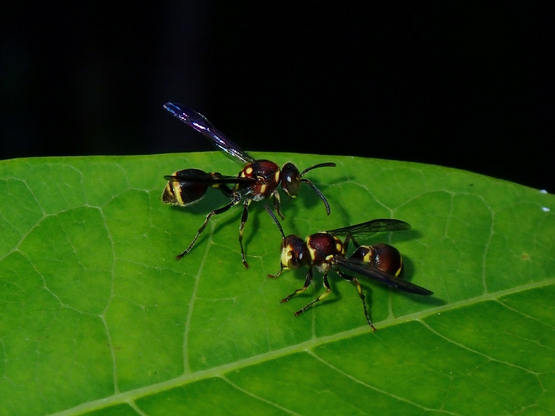 Paper Wasp - Ropalidia horni  Palawan,Paper Wasp,Philippines,Ropalidia horni,Wasp