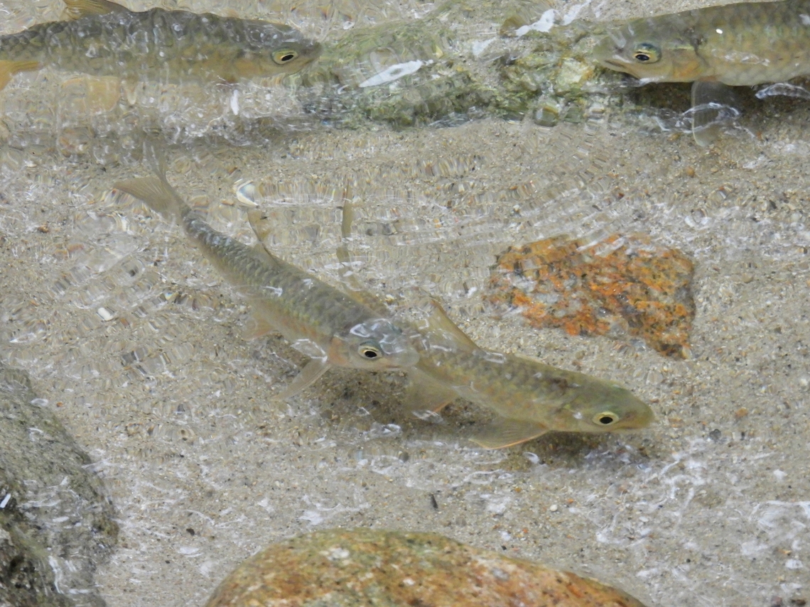 Golden Mahseer Barb - Neolissochilus soroides Juveniles           Fish,Golden Mahseer Barb,Malaysia,Neolissochilus soroides,Selangor