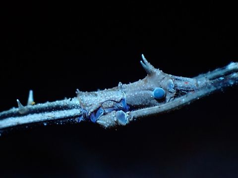 Blue Eyes Male Phasmid/Stick Insect - Stheneboea repudiosa, under UV lighting. Malaysia,Pahang,Phasmatodea,Phasmid,Phasmida,Stheneboea repudiosa,Stick Insect,Ultra Violet Light
