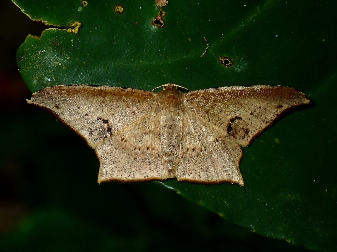 Moth - Krananda falcata  Krananda falcata,Malaysia,Moth,Pahang