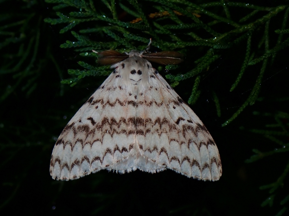 Tussock Moth - Lymantria brotea  Lymantria brotea,Malaysia,Moth,Pahang,Tussock Moth