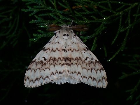 Tussock Moth - Lymantria brotea  Lymantria brotea,Malaysia,Moth,Pahang,Tussock Moth