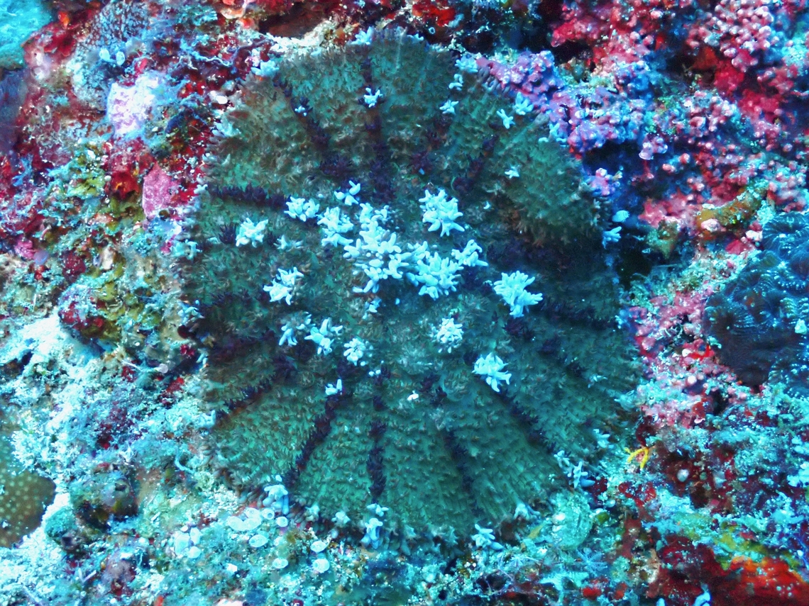 Corallimorphs- Rhodactis bryoides  Cebu,Corallimorphs,Malapascua,Philippines,Rhodactis bryoides