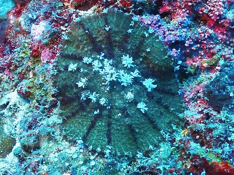 Corallimorphs- Rhodactis bryoides  Cebu,Corallimorphs,Malapascua,Philippines,Rhodactis bryoides