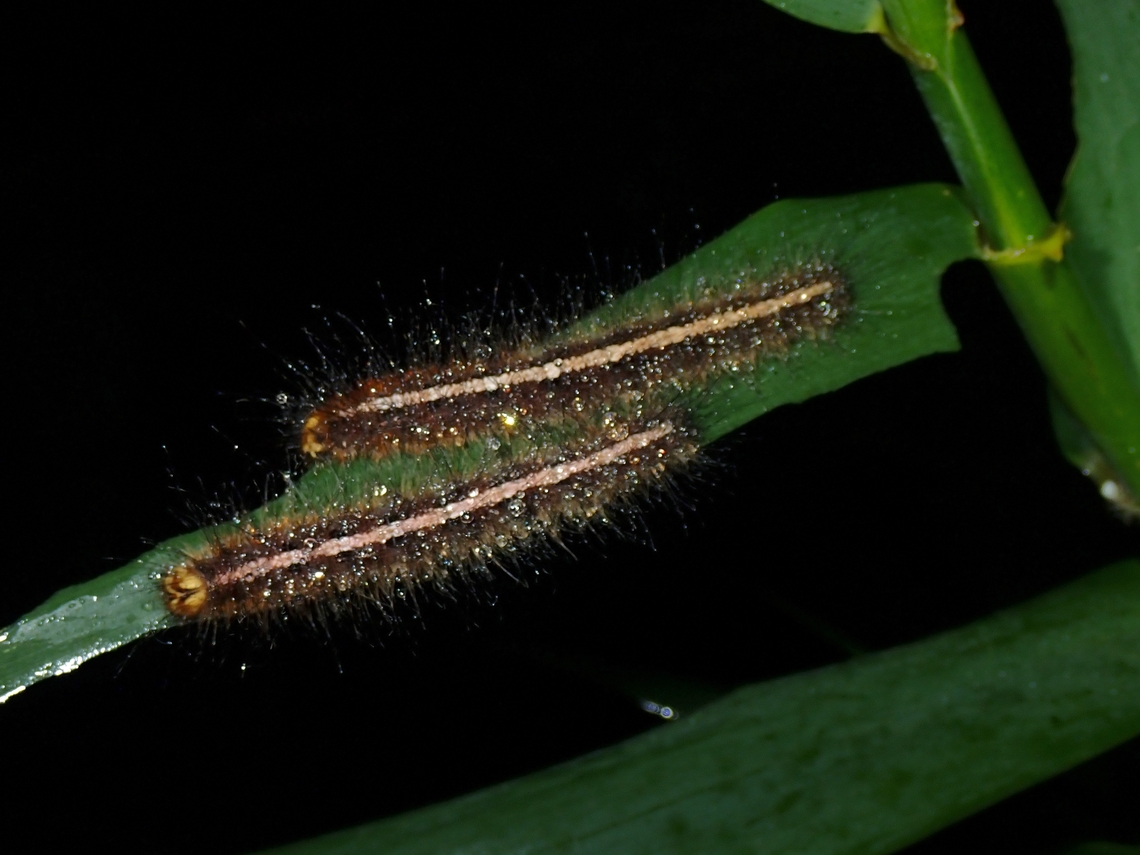 Great Duffer - Discophora timora  Butterfly,Discophora timora,Great Duffer,Malaysia,Pahang