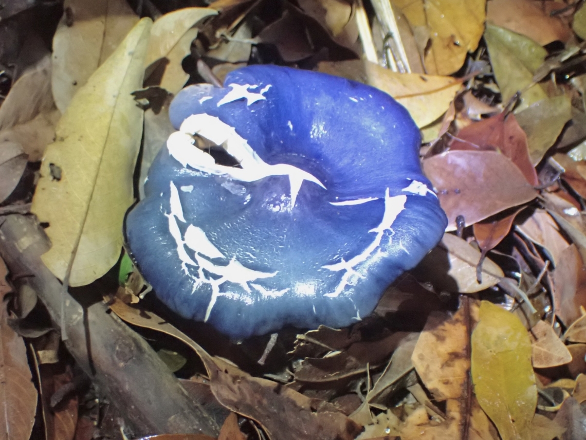 Blue Mushroom - Entoloma burkilliae  Blue Mushroom,Common Gilled Mushroom,Entoloma burkilliae,Malaysia,Mushroom,Penang