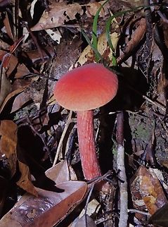 Heimioporus japonicus