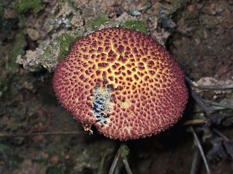Shaggy Cap - Boletellus emodensis  Boletellus emodensis,Malaysia,Mushroom,Penang,Shaggy Cap