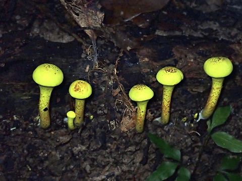 Powdery Sulfur Bolete - Pulveroboletus ravenelii  Bolete,Malaysia,Mushroom,Penang,Powdery Sulfur Bolete,Pulveroboletus raveneliim