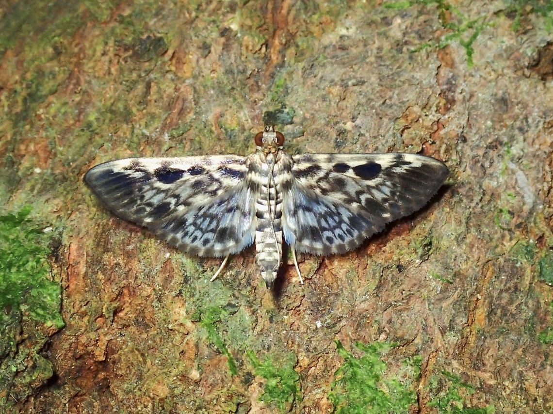Pearl Moth - Rhimphaliodes macrostigma  Malaysia,Moth,Pearl Moth,Penang,Rhimphaliodes,Rhimphaliodes macrostigma