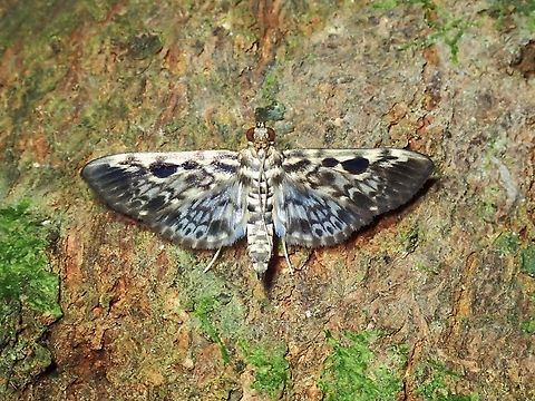 Pearl Moth - Rhimphaliodes macrostigma  Malaysia,Moth,Pearl Moth,Penang,Rhimphaliodes,Rhimphaliodes macrostigma