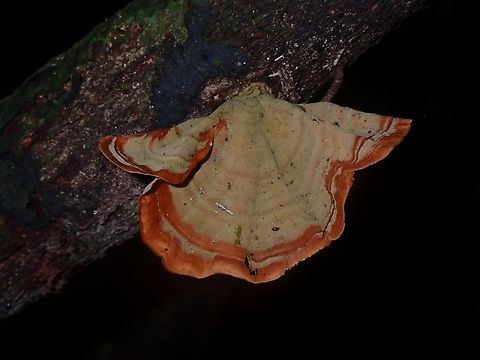 Fungi - Stereum versicolor  Fungi,Malaysia,Pahang,Stereum versicolor