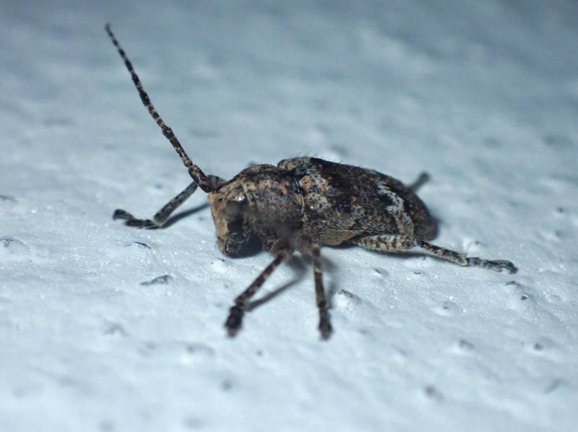 Longhorn Beetle - Prosoplus bankii  Beetle,Longhorn Beetle,Malaysia,Penang,Rhytiphora bankii