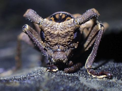 Longhorn Beetle - Metopides occipitalis  Beetle,Longhorn Beetle,Malaysia,Metopides occipitalis,Penang