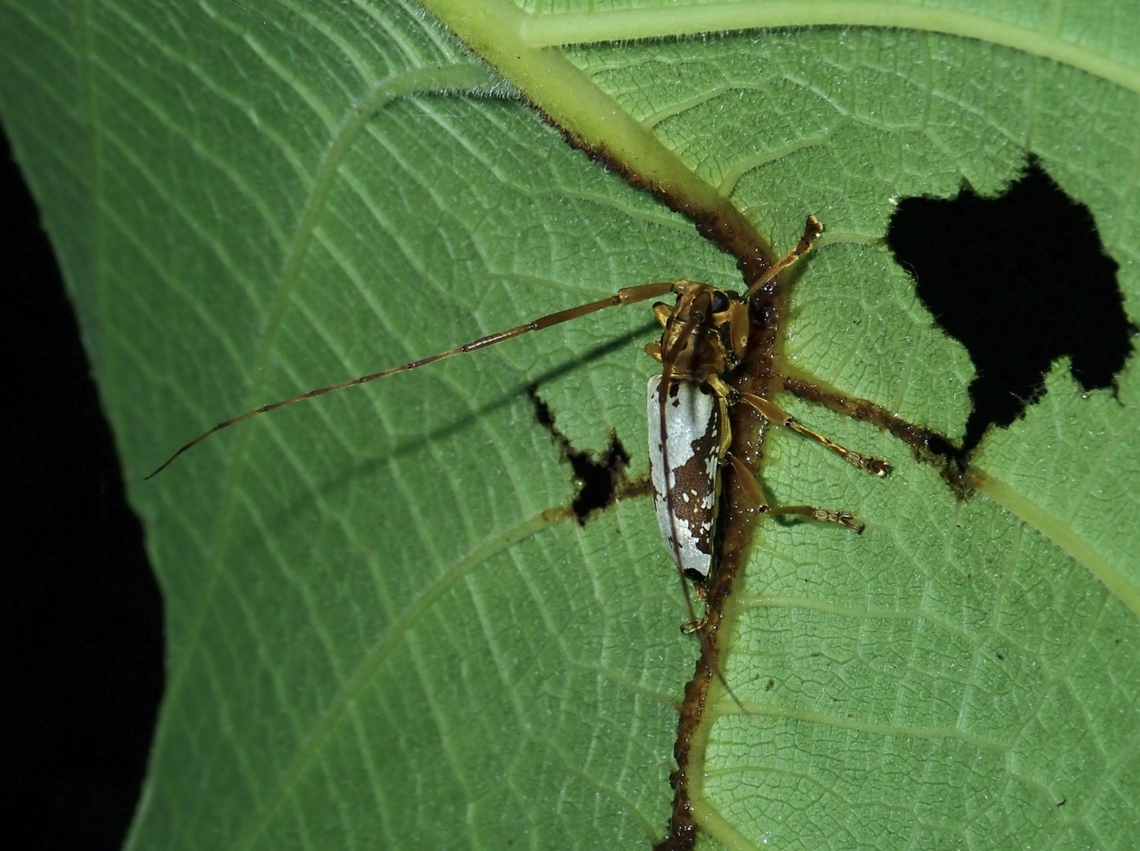 Flat-Faced Longhorn Beetle - Acalolepta biocellata  Acalolepta biocellata,Beetle,Flat-Faced Longhorn Beetle,Longhorn Beetle,Malaysia,Sabah