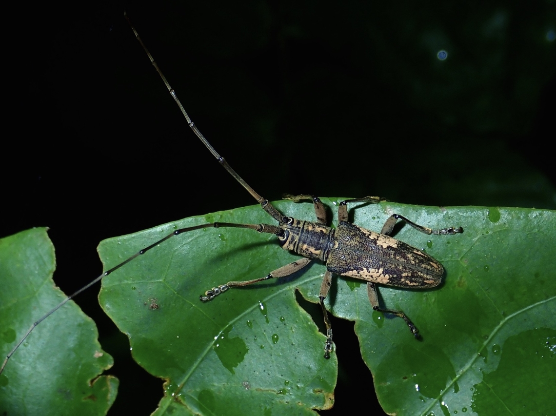 Flat-Faced Longhorn Beetle - Euthyastus binotatus  Beetle,Euthyastus binotatus,Flat-Faced Longhorn Beetle,Longhorn Beetle,Malaysia,Sabah