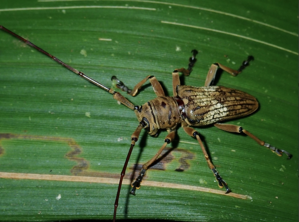 Flat-Faced Longhorn Beetle - Nephelotus conspersus  Beetle,Flat-Faced Longhorn Beetle,Longhorn Beetle,Malaysia,Nephelotus conspersus,Sabah