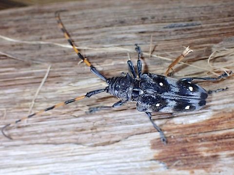 Flat-Faced Longhorn Beetle - Cereopsius alboguttatus  Beetle,Cereopsius alboguttatus,Flat-Faced Longhorn Beetle,Longhorn Beetle,Malaysia,Sabah