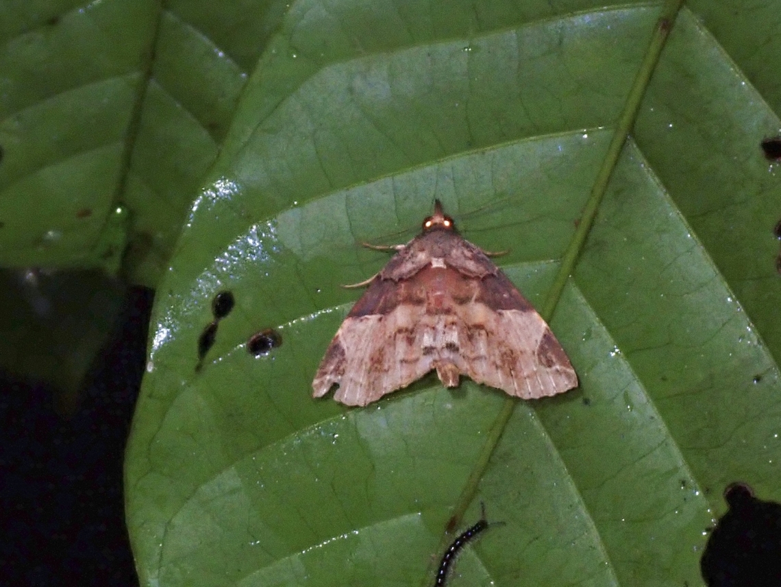 Moth - Papuacola gemina  Malaysia,Moth,Papuacola gemina,Sabah