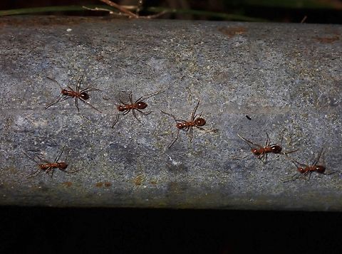 Yellow Crazy Ants - Anoplolepis gracilipes  Anilao,Anoplolepis gracilipes,Ants,Batangas,Philippines,Yellow Crazy Ant