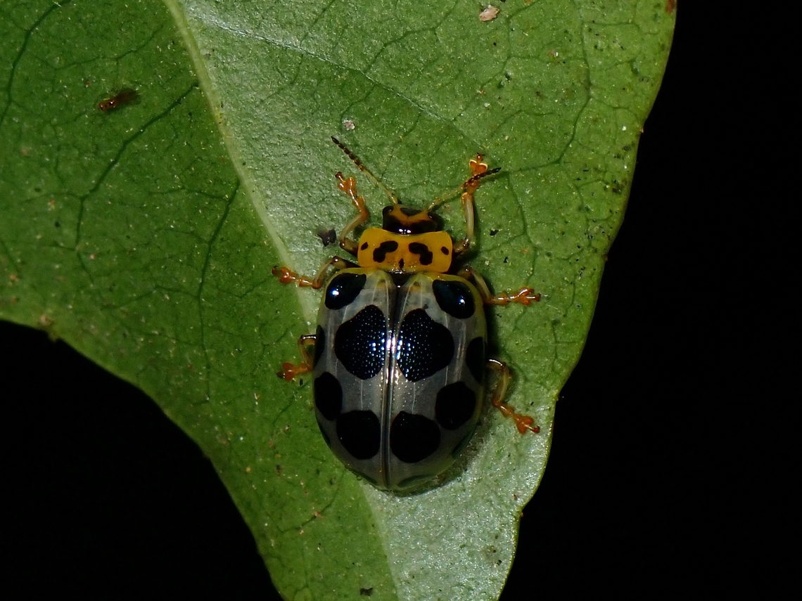 Leaf Beetle - Agasta formosa  Agasta formosa,Beetle,Leaf Beetle,Malaysia,Pahang