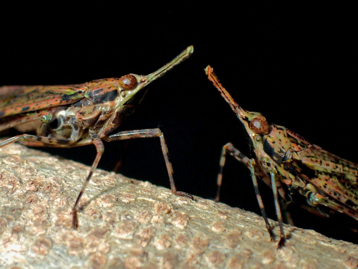 Whose nose is longer?  Lantern Bug,Malaysia,Penang,Prolepta ferocula