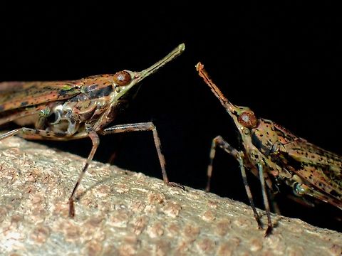 Whose nose is longer?  Lantern Bug,Malaysia,Penang,Prolepta ferocula