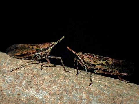 Lantern Bugs - Prolepta ferocula  Lantern Bug,Malaysia,Penang,Prolepta ferocula
