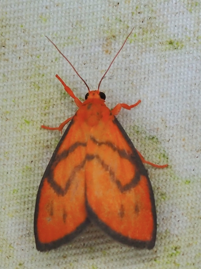 Lichen Moth - Wittasura lineatus  Lichen Moth,Malaysia,Moth,Sabah,Wittasura lineatus